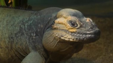 Mona zemin iguana kertenkele kafasının yakınına.