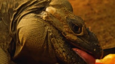 Mona zemin iguana kertenkele kafasının yakınına.