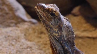 Sakallı kertenkeleye yaklaş. 