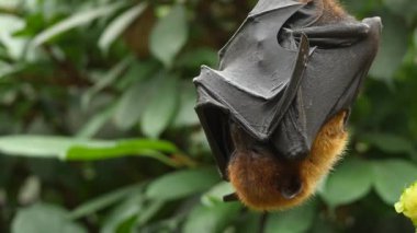 Uçan tilkinin yakınına git.