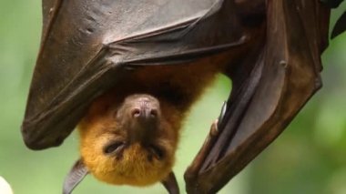 Uçan tilkinin yakınına git.