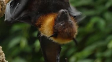 Uçan tilkinin yakınına git.