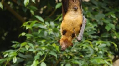 Uçan tilkinin yakınına git.