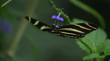Mor çiçekli Zebra Kelebeği, önden 