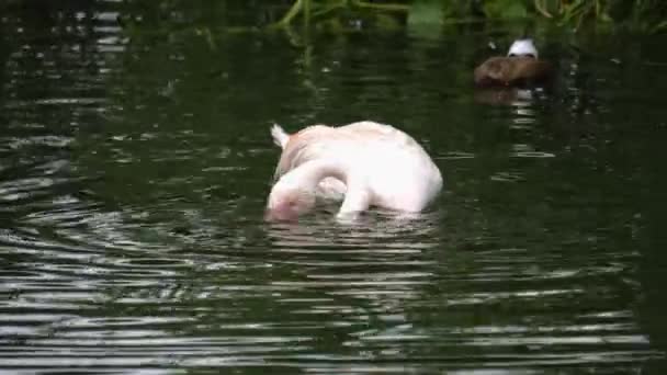 Gros plan de Flamingo dans l'eau