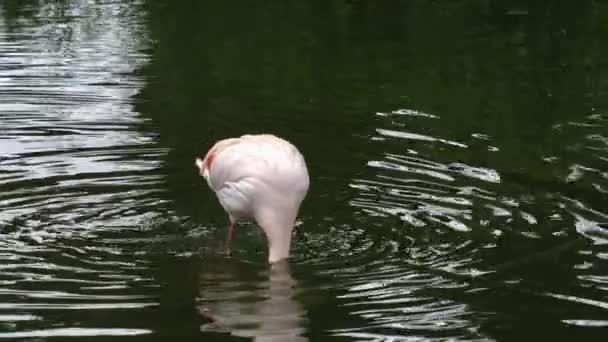 Gros plan de Flamingo dans l'eau