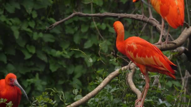 Gros Plan Ibis Écarlate Rouge — Video