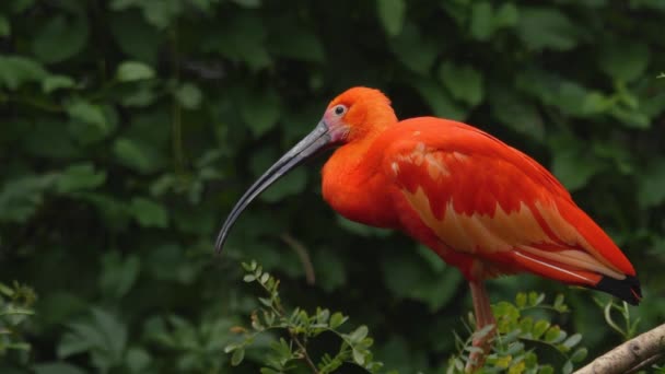 Close Red Carlet Ibis — стоковое видео