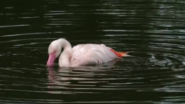 Nahaufnahme Von Flamingo Wasser — Stockvideo