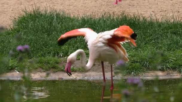 Gros plan de Flamingo dans l'eau