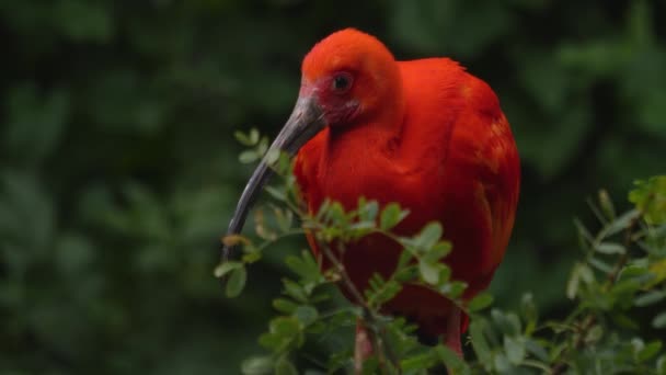 Zblízka Červené Šarlatové Ibis — Stock video