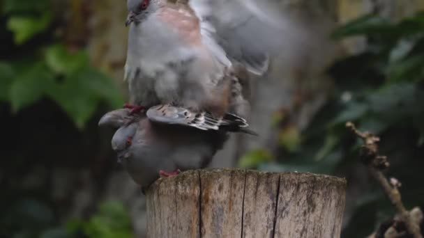 Acercamiento Palomas Cresta Sentadas Una Sobre Otra Apareándose — Vídeo de stock