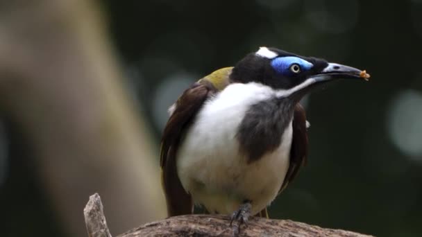 Close Van Een Blauw Oog Vogel Zittend Een Tak Vliegend — Stockvideo