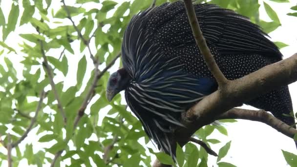 Primo Piano Della Faraona Appoggiata Ramo Albero — Video Stock