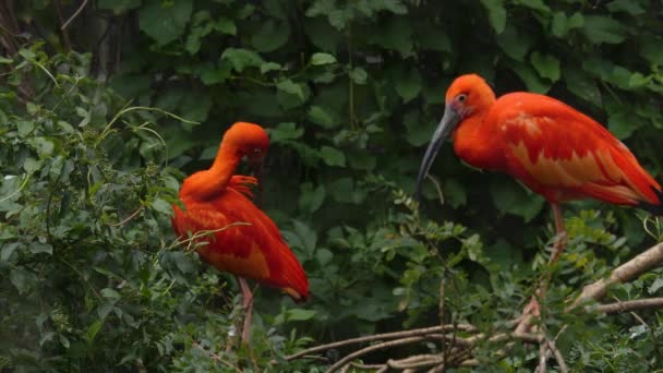 Close Red Carlet Ibis — стоковое видео