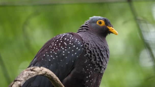 Gros Plan Pigeon Tacheté Assis Sur Une Branche Arbre — Video