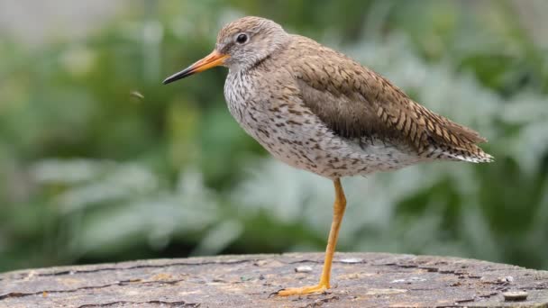 Primo Piano Dell Uccello Marroncino Piedi Una Gamba Che Vola — Video Stock