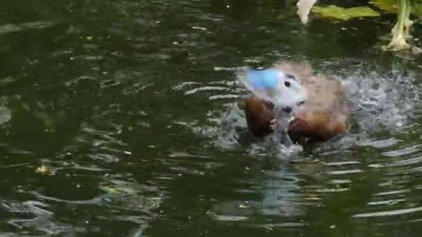 一只蓝嘴鸭的近身 — 图库视频影像
