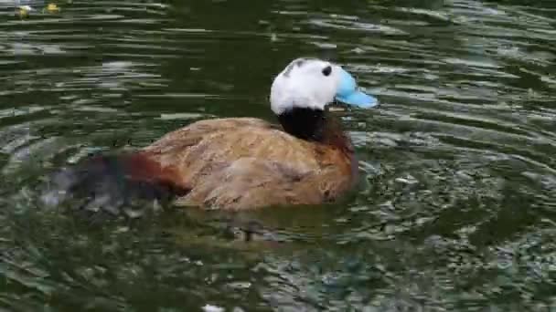 Fechar Pato Bico Azul — Vídeo de Stock