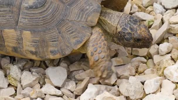 Nahaufnahme Von Wüstenschildkröte — Stockvideo