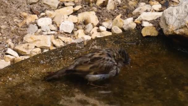 池の中で鳥風呂に入る雀 — ストック動画