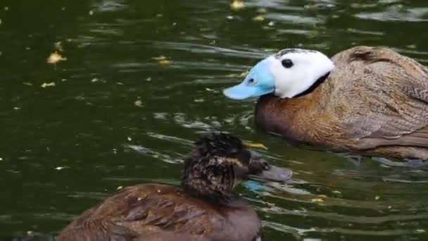 一只蓝嘴鸭在一只母鸭身边游来游去 — 图库视频影像