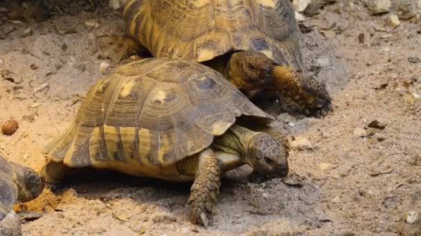 Sluiten Van Woestijn Schildpad — Stockvideo