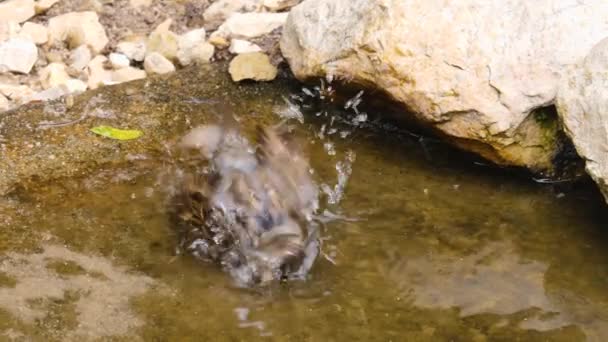Σπουργίτι Κάνει Μπάνιο Μια Λίμνη — Αρχείο Βίντεο