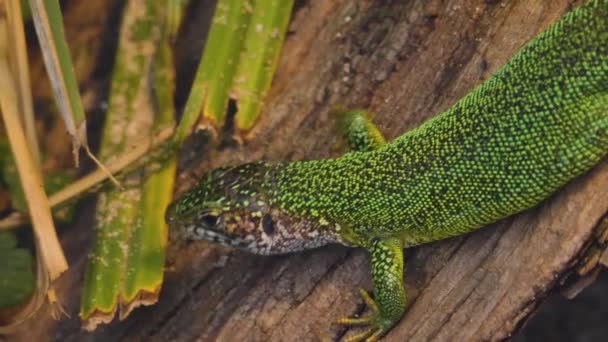 Close Lagarto Caindo Tronco Árvore — Vídeo de Stock