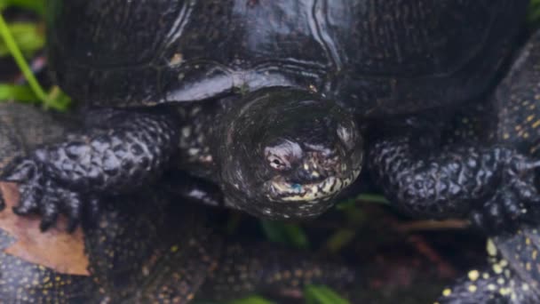 Wasserschildkröte Schreit Und Öffnet Ihr Maul Weit — Stockvideo