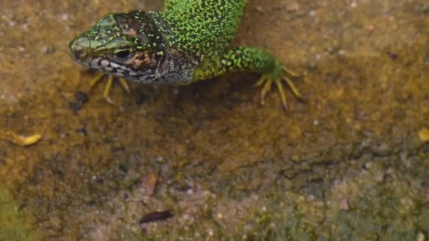 Gros Plan Lézard Regardant Autour — Video