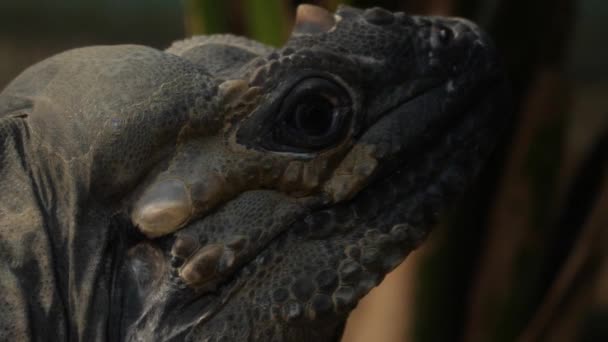 Primo Piano Della Testa Lucertola Iguana Terra Mona — Video Stock