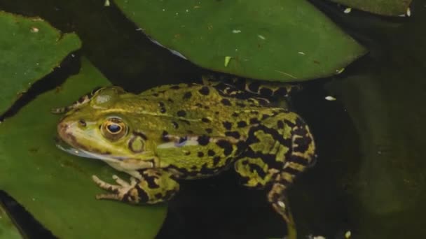 Закрыть Зеленую Лягушку Воде — стоковое видео