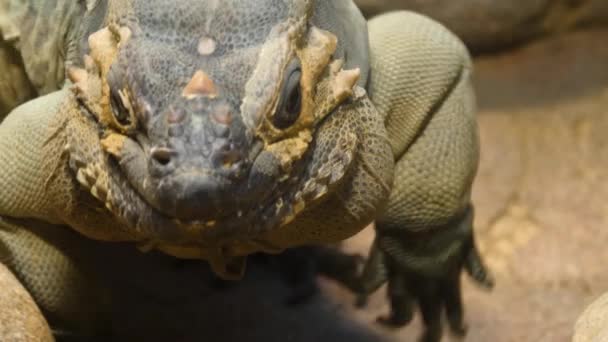 Close Mona Ground Iguana Lizard Head — Stock Video