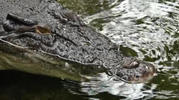 Close Van Grote Krokodillenkop — Stockvideo