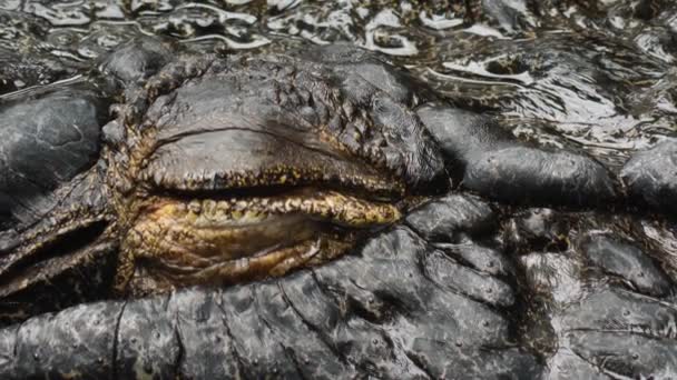 Close Large Crocodile Eyr — Stock Video