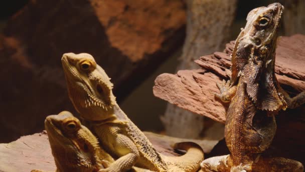 两只蜥蜴平躺在一块岩石上 第三只蜥蜴摇头站在后面 — 图库视频影像