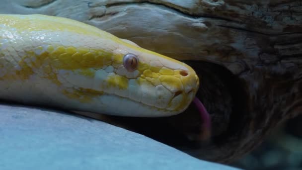 白化病蟒蛇的特写 — 图库视频影像