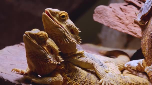 Two Lizards Laying Flat Rock Each Other Moving Heads — Stock Video