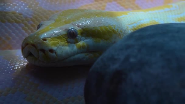 알비노 비단뱀의 — 비디오