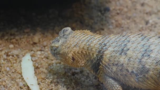 Close Lagarto Pegar Comida Areia — Vídeo de Stock