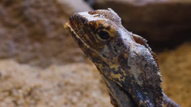 Close Lagarto Barbudo — Vídeo de Stock