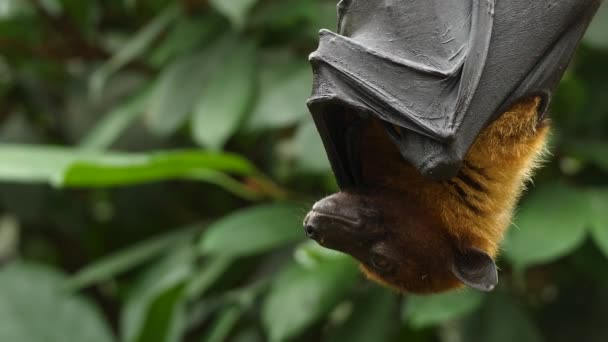 Närbild Flygande Räv Hängande — Stockvideo