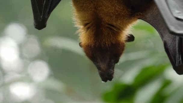 Närbild Flygande Räv Hängande — Stockvideo