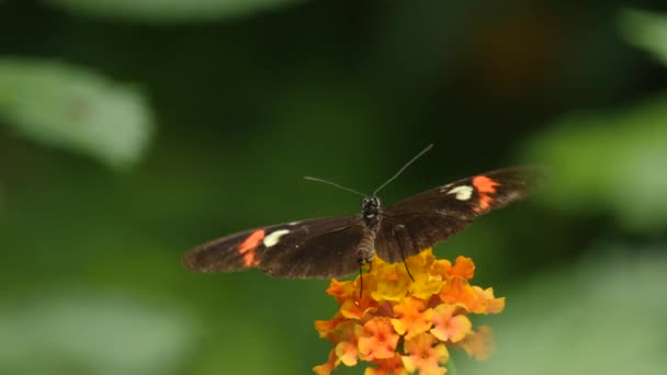 Primer Plano Mariposa Negra Blanca Roja — Vídeos de Stock