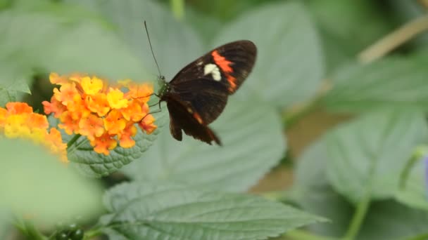 Close Black White Red Butterfly — Stock Video