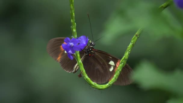 Primer Plano Mariposa Negra Blanca Roja — Vídeos de Stock