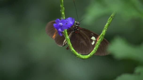 Close Black White Red Butterfly — Stock Video