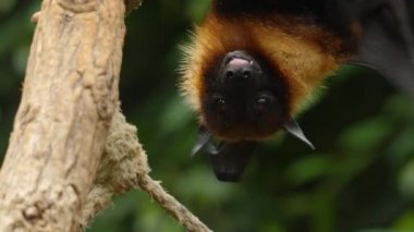 Uçan tilkinin yakınına git.