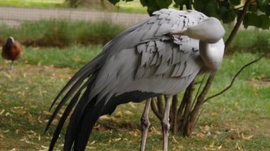 Mavi vinç temizleme ve tımarlama yerini kapatın.